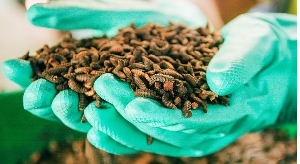 BCGV_Insect Engineers-1